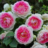 Роза Гуэрнси чайно-гибридная (Золотая сотка Алтая)