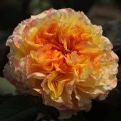 Роза Анри Дельбар чайно-гибридная (Золотая сотка Алтая)