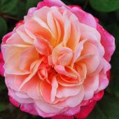 Роза Дрим Лайт японская шраб (Золотая сотка Алтая)