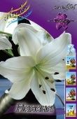 Лилия Навонна АГ 7шт (КолорЛайн)