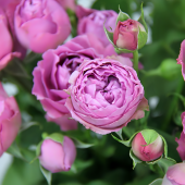 Роза Мисти Баблз спрей (Сиберика)