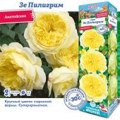Роза Зе Пилигрим английская (Сиб сад)