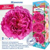 Роза Жанелли чайно-гибридная (Сиб сад)