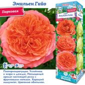 Роза Эмильен Гийо парковая (Сиб сад)