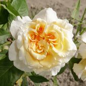 Роза Комтесса Чайно-гибридная (Садовита)