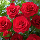 Роза Сантана Плетистая (Садовита)