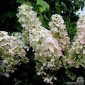 Гортензия метельчатая Пинк Леди Серия Северный Сад (ПОИСК)