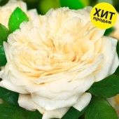 Роза Шампань шраб (Барнаул)