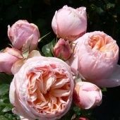 Роза Александрин чайно-гибридная (Садовита)