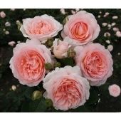 Роза Мархензаубер флорибунда (Татарстан Розариум)