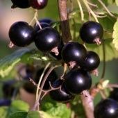 Смородина черная Валовая (ПОИСК)