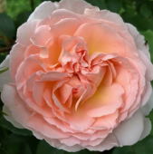 Роза Мерхенцаубер флорибунда (Барнаул)