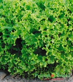 Салат Изумрудное Кружево Кольчуга 0,5г (НК)