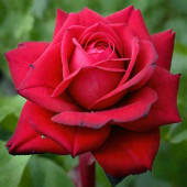 Роза Бургунд 81 чайно-гибридная (Барнаул)