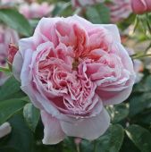 Роза Шоне Майд чайно-гибридная (Садовита)