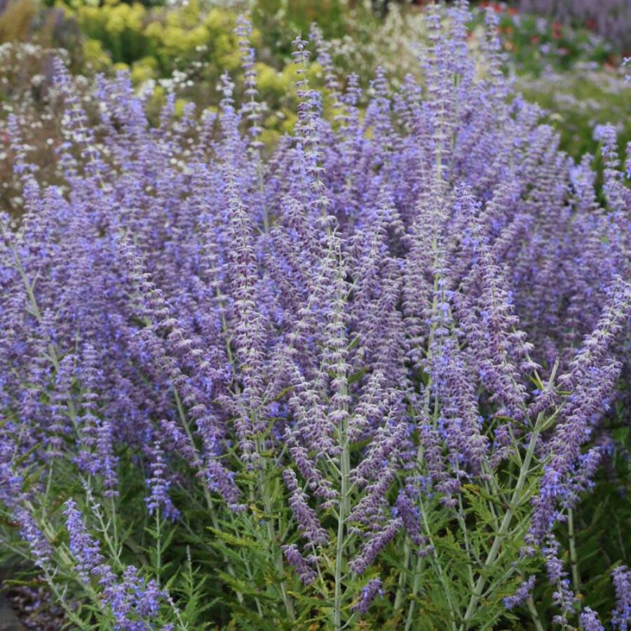 Perovskia atriplicifolia little Spire