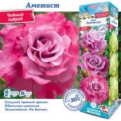 Роза Аметист чайно-гибридная (Сиб сад)