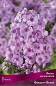 Флокс Фондант Фэнси метельчатый (ПОИСК)