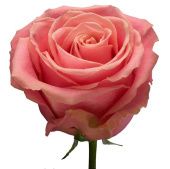 Роза Хермоза чайно-гибридная (Сиберика)