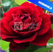 Роза Амаретто плетистая (Барнаул)