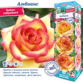 Роза Амбианс чайно-гибридная (Сиб сад)