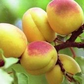 Абрикос Орловчанин (в коробке) (ПОИСК)