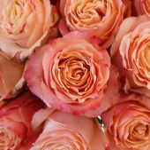 Роза Карпе Дием чайно-гибридная (Татарстан Розариум)