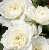 Роза Вайт Чарминг чайно-гибридная (Татарстан Розариум)