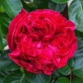 Роза Эрик Таберли клаймберг (Золотая сотка Алтая)