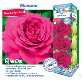 Роза Милано флорибунда (Сиб сад)