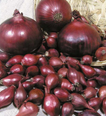 Лук севок Ред Барон 10/21 сетка 20кг (Россия Агросад) +/-10%