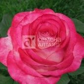 Роза Хай Канди чайно-гибридная (Барнаул)