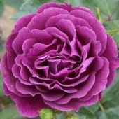 Роза Эбб Тайд флорибунда (Садовита)