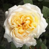 Роза Май герл Чайно-гибридная (Садовита)