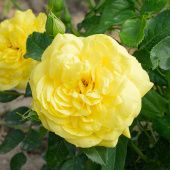 Роза Инка флорибунда (Садовита)