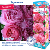 Роза Тсукиеми японская (Сиб сад)