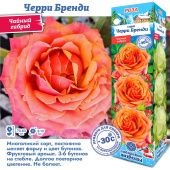 Роза Черри Бренди чайно-гибридная (Сиб сад)