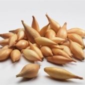 Лук севок Олина (Бамбергер) 21/24 сетка 10кг (Голландия-Россия)  +/-10%