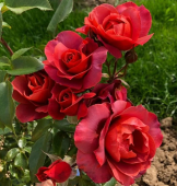 Роза Горячий шоколад флорибунда (Татарстан Розариум)