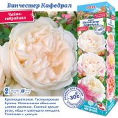 Роза Винчестер Кафедрал английская (Сиб сад)