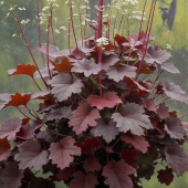 Гейхера гибридная Ред Рекс (ПОИСК)