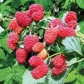 Малина Маросейка (ПОИСК)