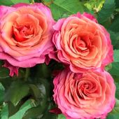 Роза Сингл Малт чайно-гибридная (Сиб сад)