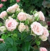 Роза Лидия патио и спрей (Татарстан Розариум) 