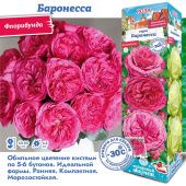 Роза Баронесса флорибунда (Сиб сад)