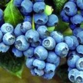 Голубика высокорослая Голдтраубе 71 (ПОИСК)