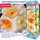 Роза Джинджер Силлабаб плетистая (Сиб сад)