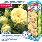 Роза Шампань Рококо флорибунда (Сиб сад)