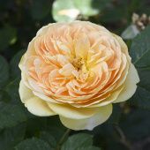 Роза Голден зест Шраб (Садовита)