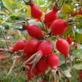 Шиповник Витаминный ВНИВИ (ПОИСК)